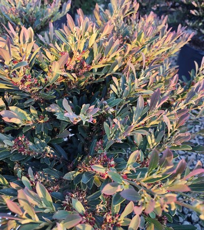 7g Distylium First Editions Cinnamon Girl