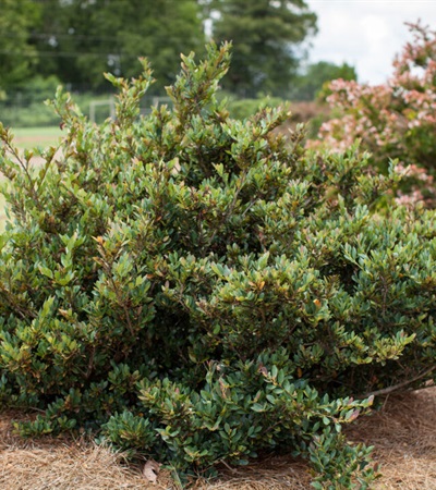 7g Distylium First Editions® Coppertone™ Distylium