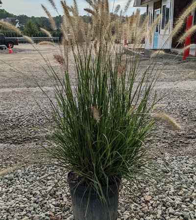3g Cassian Dwarf Fountain Grass