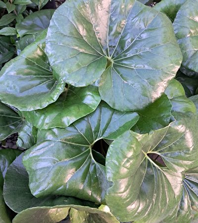 7g Leopard Plant