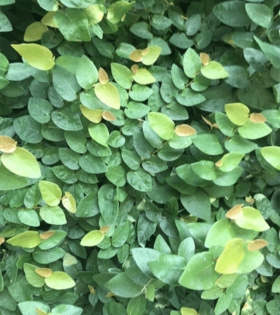 3g Creeping Fig