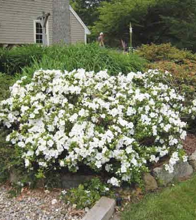 3g Gumpo White Azalea