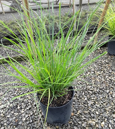 3g Fire Dragon Maiden Grass