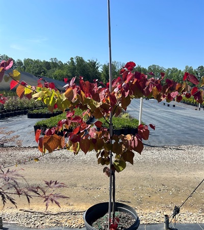 15g Flame Thrower® Cercis - Redbud