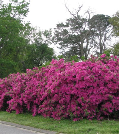3g Formosa Azalea