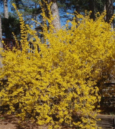 3g Lynwood Gold Border Forsythia