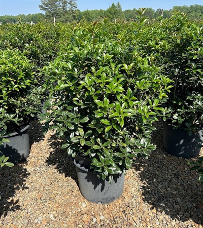 15g Fruitlandii Osmanthus