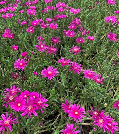 2g Ice Plant