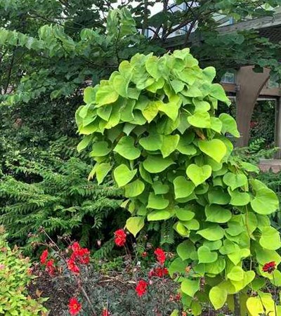 15g Golden Falls® Cercis - Weeping Redbud