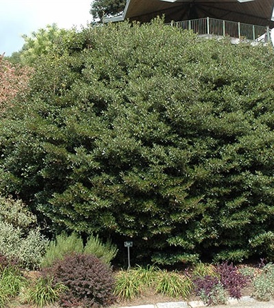 10g Japanese Cleyera
