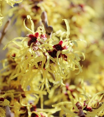 15g Sunburst Witch Hazel