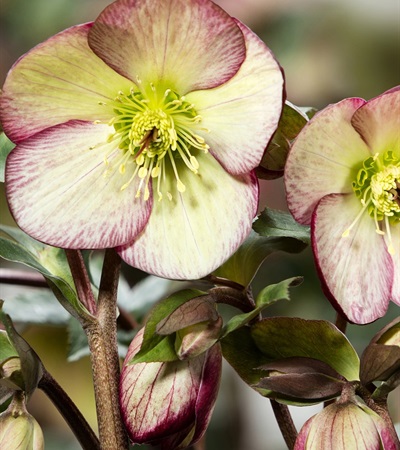 2gHGC® ICE N' ROSES® Dark Picotee Lenten Rose