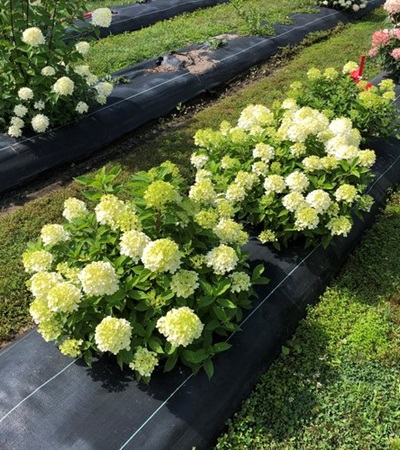 5g Fire Light Tidbit® Hydrangea