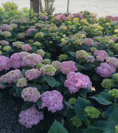 5g Penny Mac Hydrangea