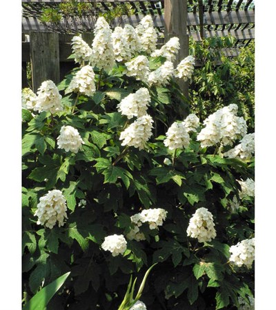 10g Snow Queen Oakleaf Hydrangea