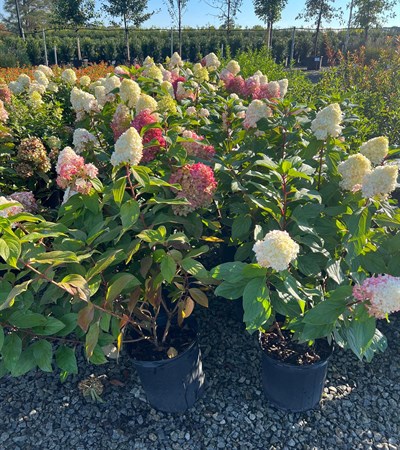 10g Sweet Starlight Hydrangea