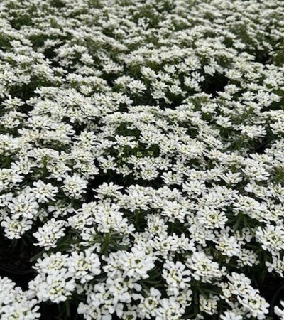 1g Snowstation Candytuft
