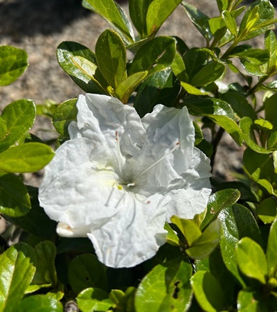 3g Encore Autumn Angel  Azalea