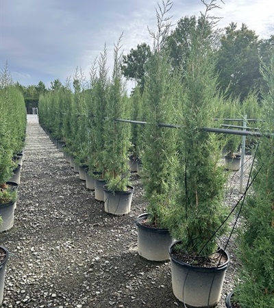 15g Taylor Eastern Red Cedar