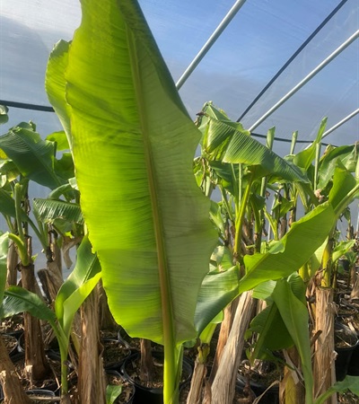 7g Hardy Green Leaf Banana