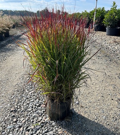 3g Shenandoah Switch Grass