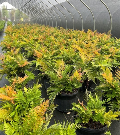 3g Brilliance Autumn Fern