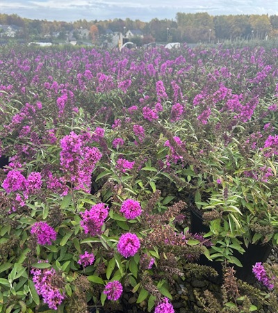 3g Flutterby Petite® Tutti Fruitti Pink Butterfly Bush