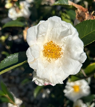 7g Winter Snowman Fall Blooming Camellia