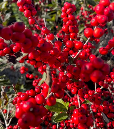 7g Red Sprite Winterberry
