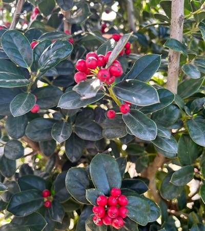 15g Fine Line Holly