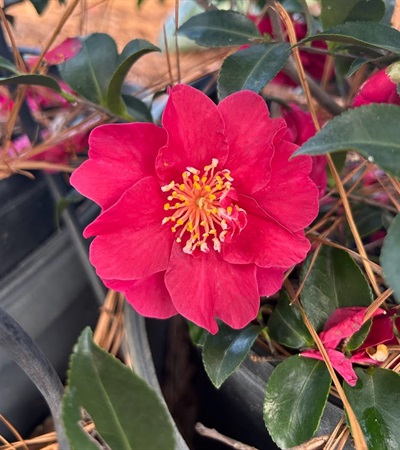 7g October Magic® Ruby™ Camellia