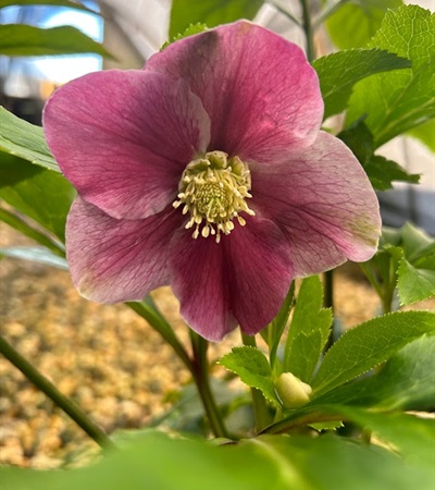 2g Ice N' Roses Rome in Red Lenten Rose