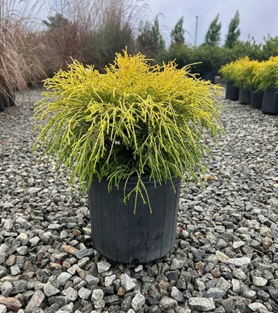 3g King's Gold Threadleaf Falsecypress