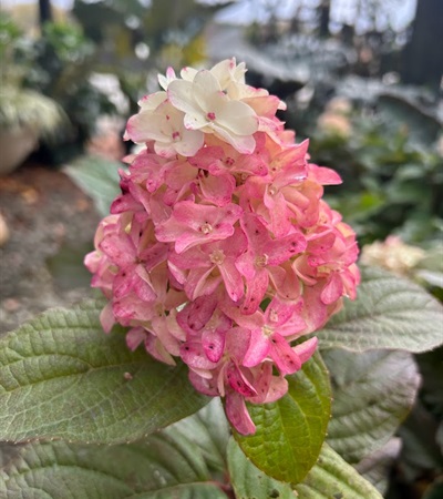 5g Quick Fire Panicle Hydrangea