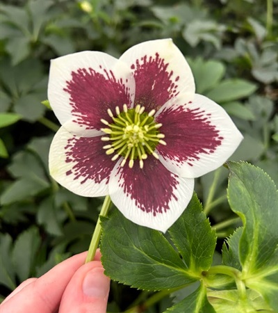 2g Honeymoon® Series Romantic Getaway Lenten Rose
