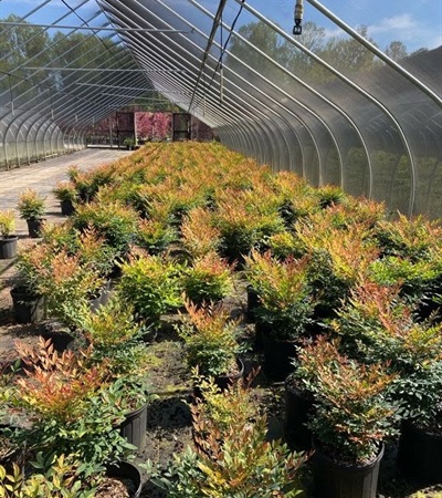 3g Gulf Stream™ Nandina