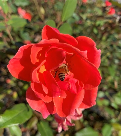 3g Coral Knock Out® Rose