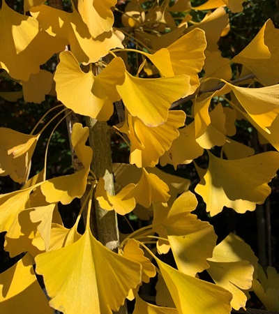 25g Autumn Gold Ginkgo