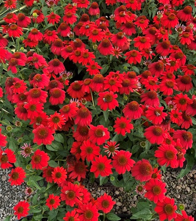 2g Sombrero®  Adobe Salsa Red Coneflower