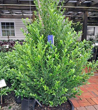 15g Emerald Colonnade Holly