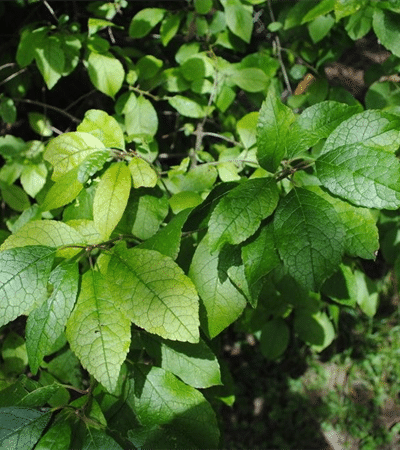 7g Southern Gentlman Winterberry