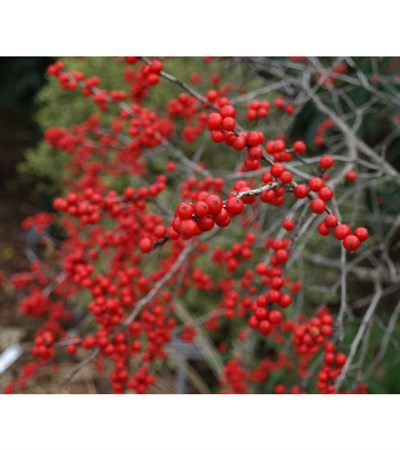 7g Winter Red Winterberry - Female
