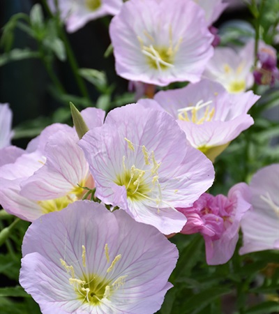 1g Siskiyou Evening Primrose