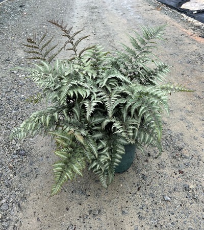 3g Japanese Painted Fern