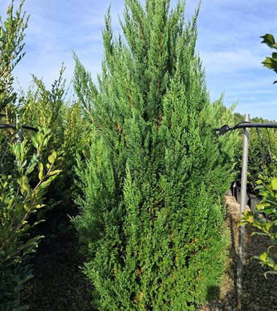 15g Blue Point Juniper