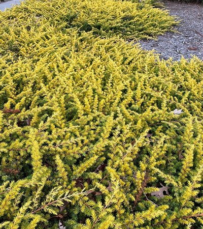 3g Golden Pacific Juniper