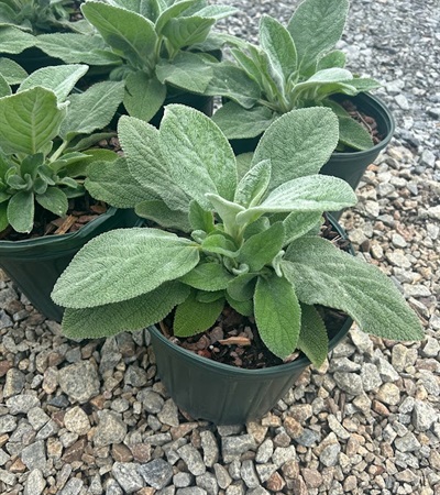 2g Lamb's Ear