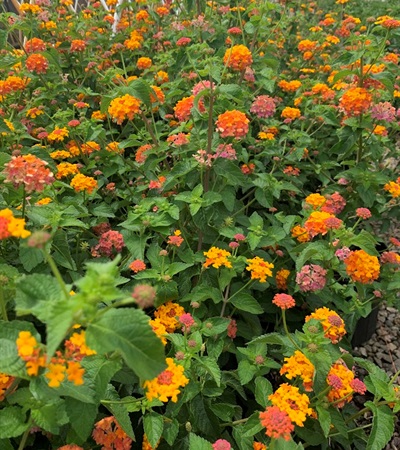 3g Miss Huff Lantana