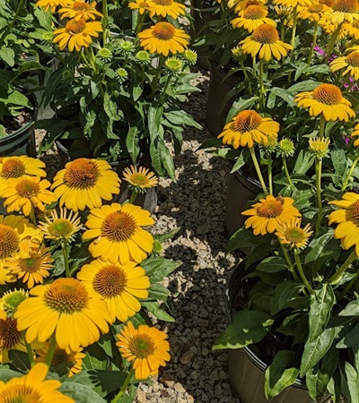 2g Sombrero® Lemon Yellow Improved Coneflower Echinacea