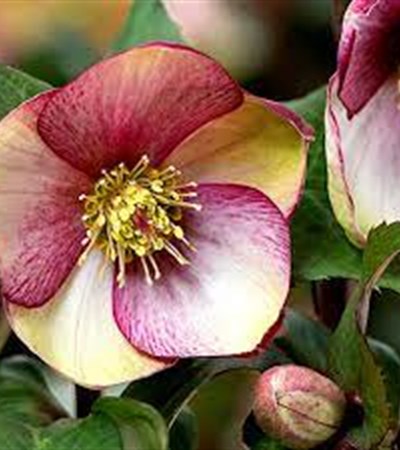 2g  HGC® ICE N' ROSES® Rosado Lenten Rose